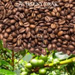 KÁVA KOSTARIKA SHB EL ROSARIO