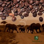 KÁVA MALAWI PAMWAMBA AA+