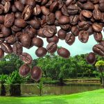 KÁVA EL SALVADOR EL PROGRESSO ESTATE BOURBON