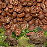 KÁVA PAPUA NOVÁ GUINEA BUNUM WO 100% ARABICA - Obrázek 2
