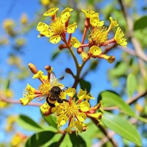 Honeybush čaj • Přírodní poklad z Jižní Afriky