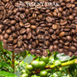 KÁVA KOSTARIKA SHB YELLOW HONEY PALMICHAL • LA FALDA ESTATE